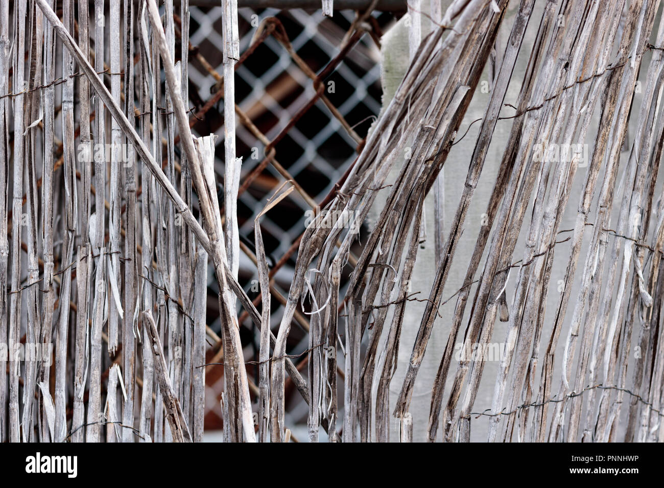 Vintage bamboo rattan close-up of a dilapidated retro worn fence held ...