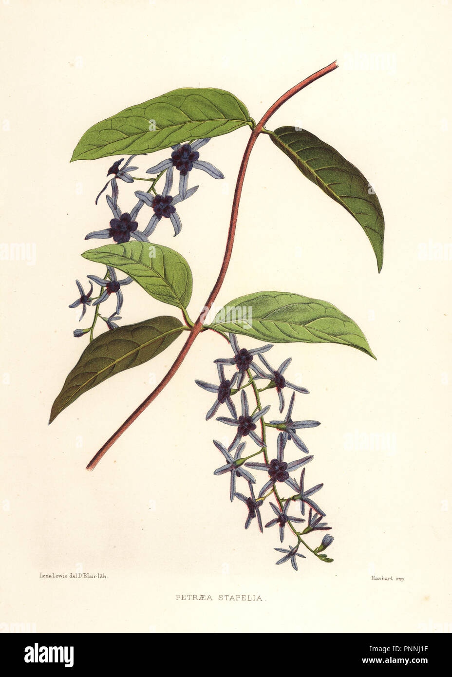 Sandpaper vine, Petrea volubilis (Petraea stapelia). Handcoloured lithograph by D. Blair after an illustration by Lena Lowis from her Familiar Indian Flowers with Coloured Plates, L. Reeve, London, 1878. Lena Lowis, formerly Selena Caroline Shakespear (1845-1919), was a British woman artist who traveled to India with her husband Lt.-Col. Ninian Lowis. Stock Photo