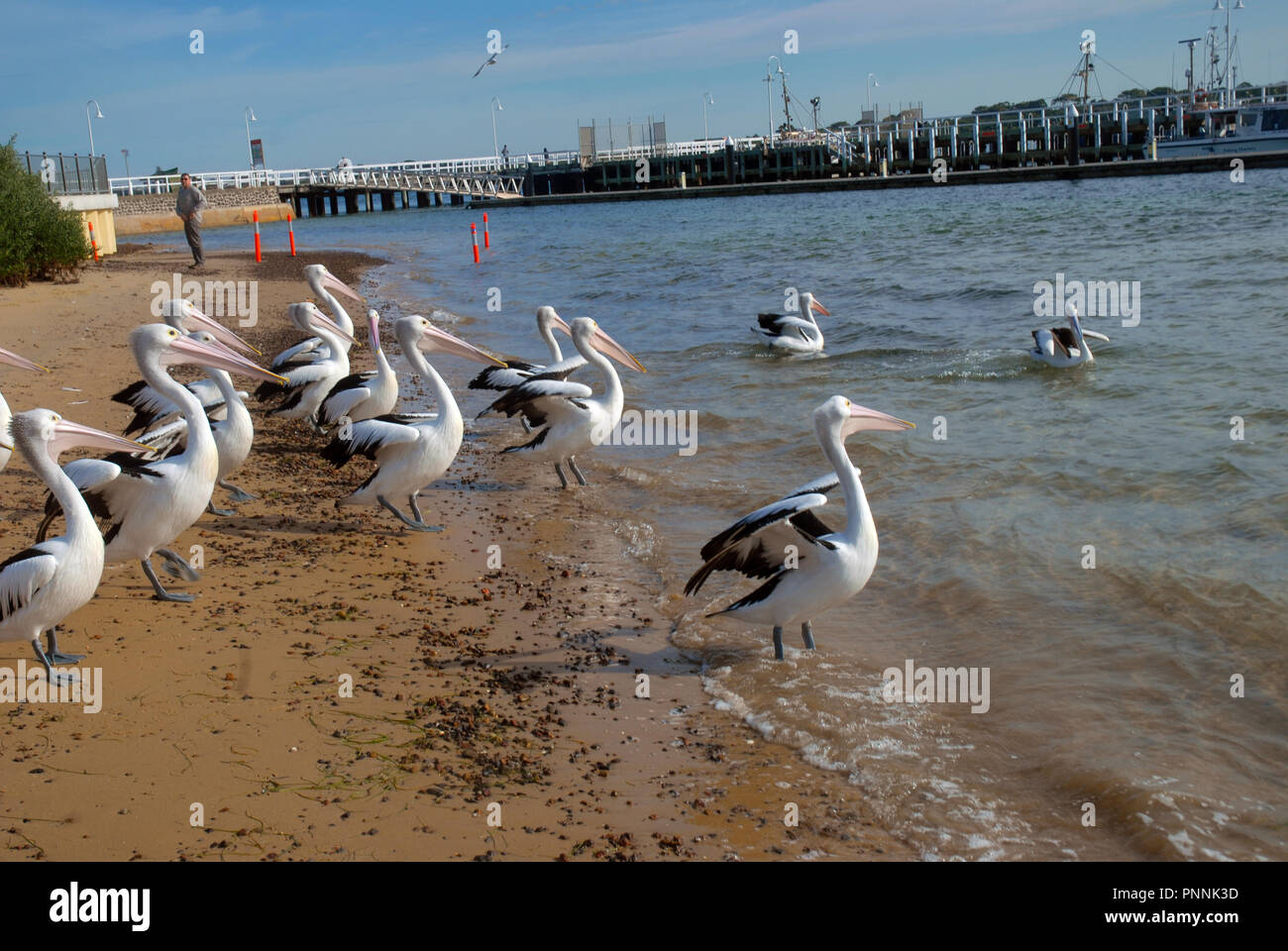 San Remo Victoria Australia July 21 Stock Photo 1458366266