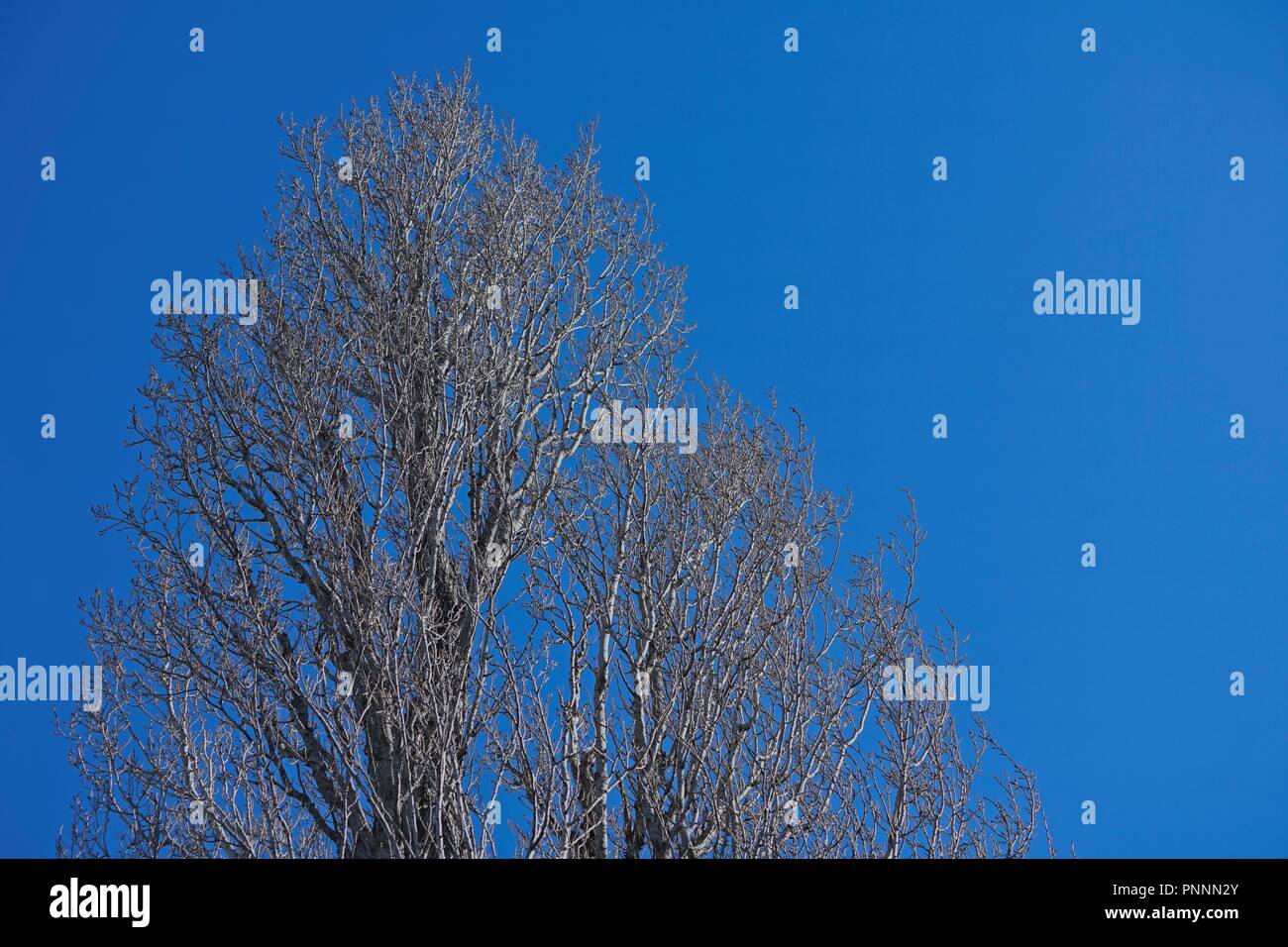 Looking up into the bare Winter canopy of a mature Poplar tree, with clear blue sky surrounding. Stock Photo