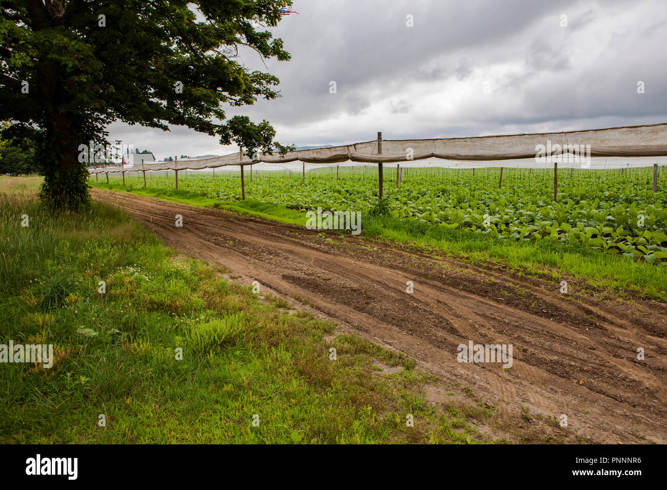A tobacco farm in the Connecticut River Valley Stock Photo