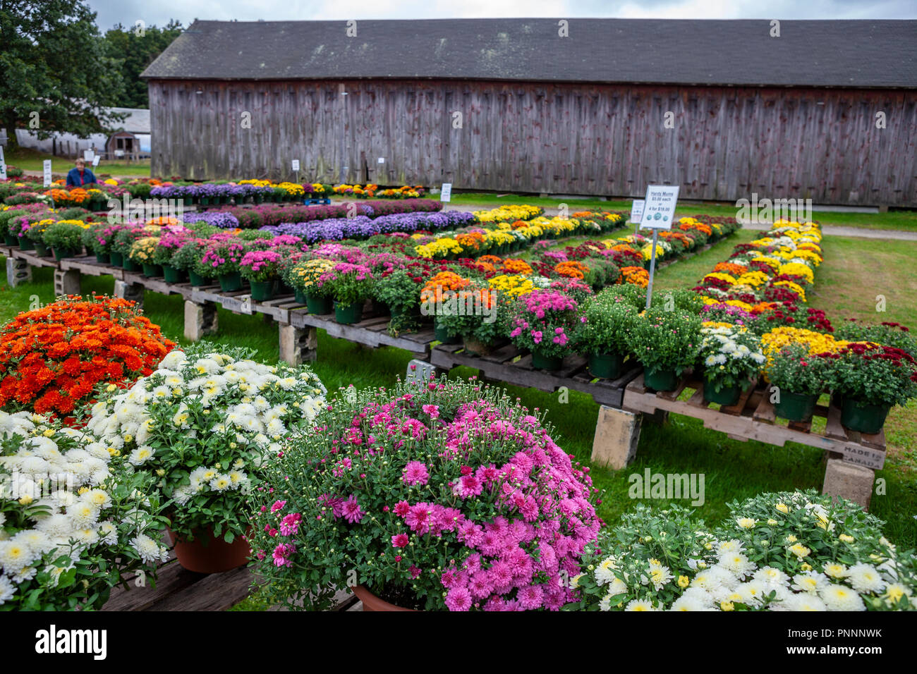 Mums for sale hires stock photography and images Alamy