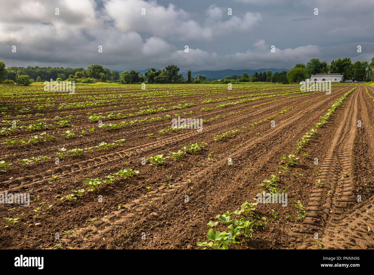 Newly Planted Field Stock Photo
