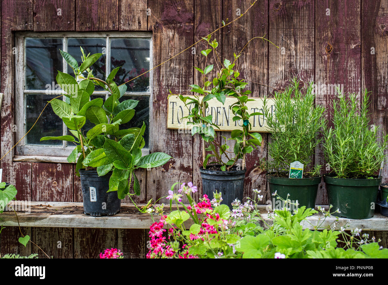 A barn in Barre, MA plants for sale Stock Photo Alamy