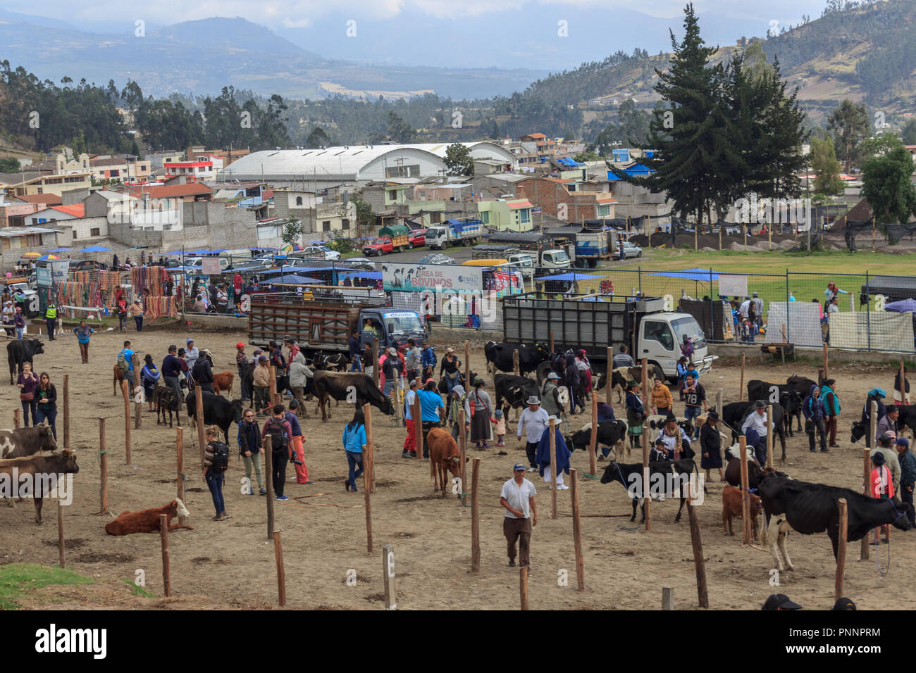 animal market in otavalo, ecuador Stock Photo