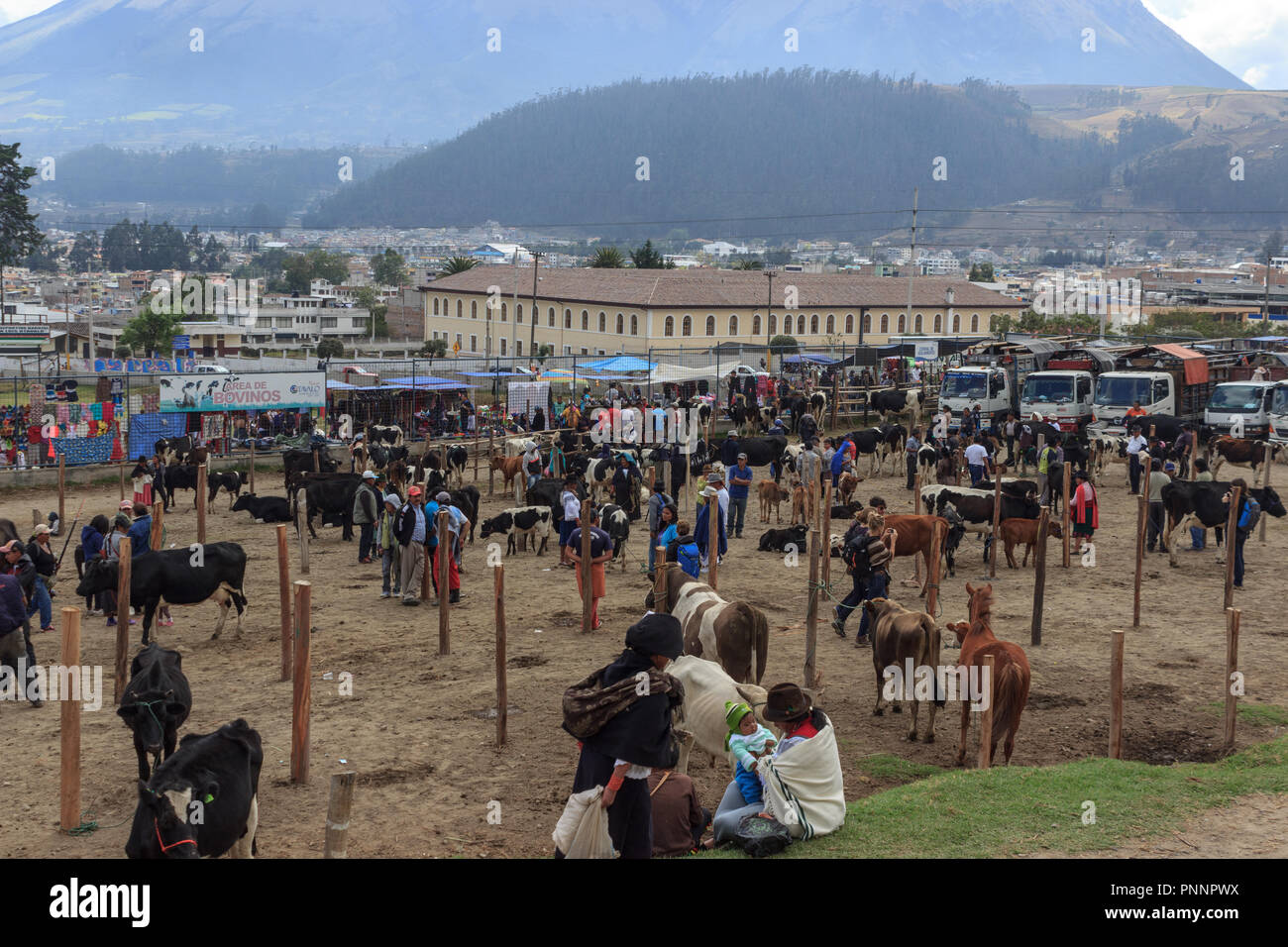 animal market in otavalo, ecuador Stock Photo