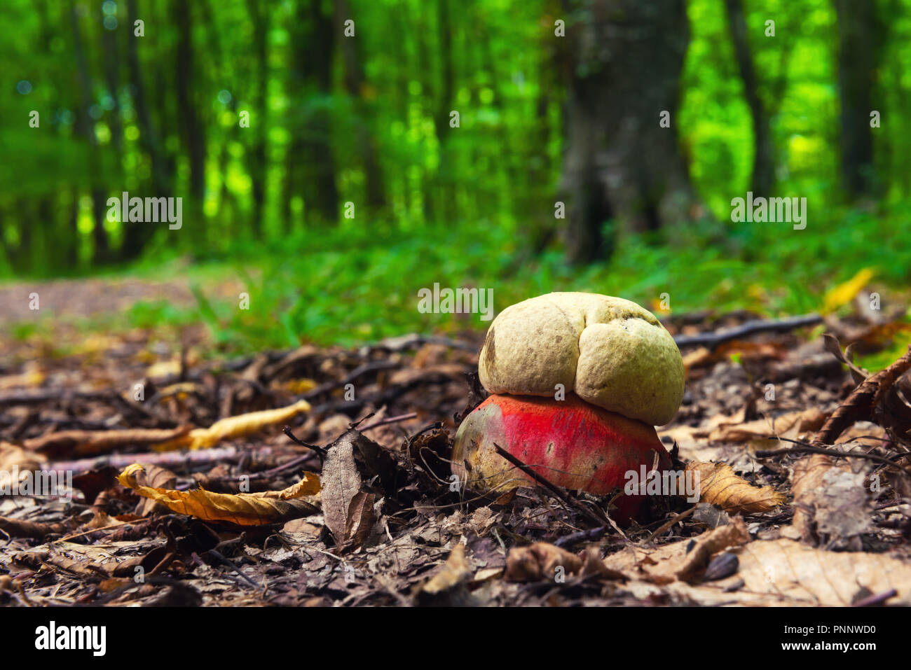 Boletus satanas mushroom in forest Stock Photo