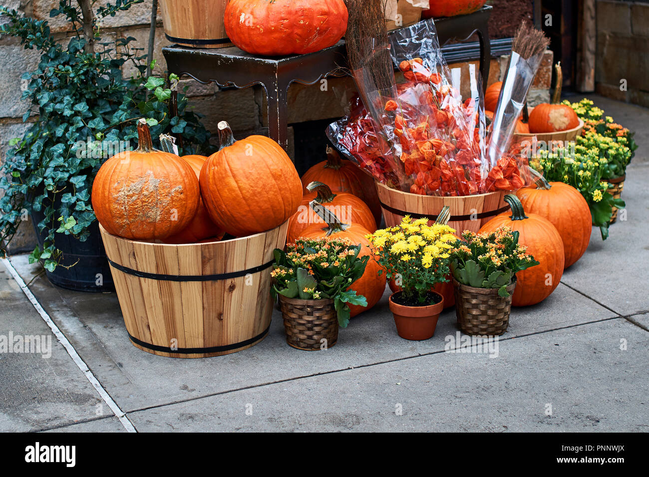 Halloween arrangement in front of the street shop in New York with orange  pumpkins, physalis alkekengi or bladder cherry or Chinese lanterns, yellow  mums and other decorations Stock Photo - Alamy