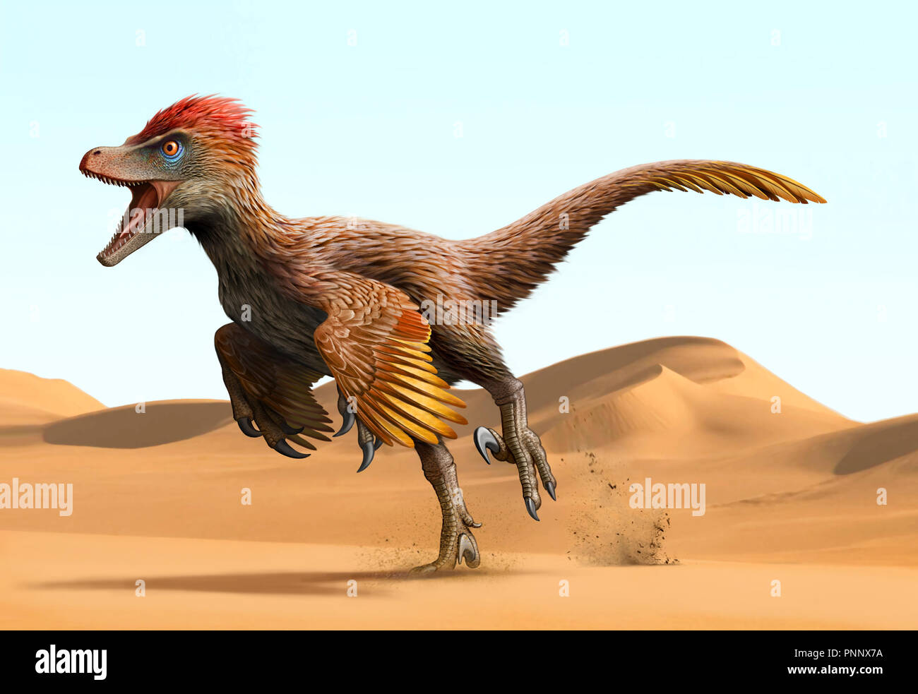 Velociraptor mongoliensis is a genus of dromaeosaurid theropod dinosaur Stock Photo