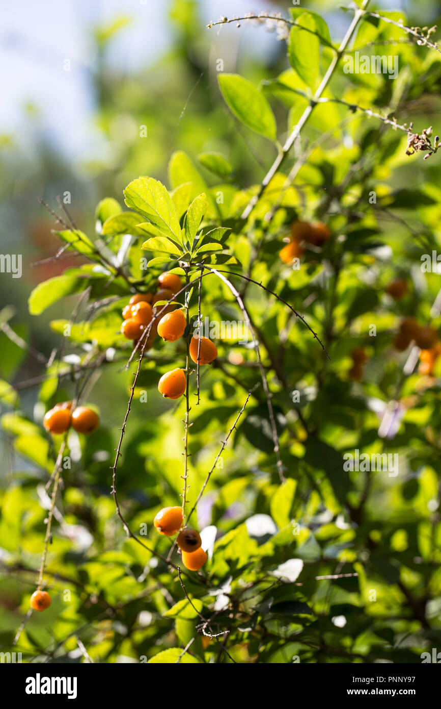 Fruits of Duranta plumieri Stock Photo
