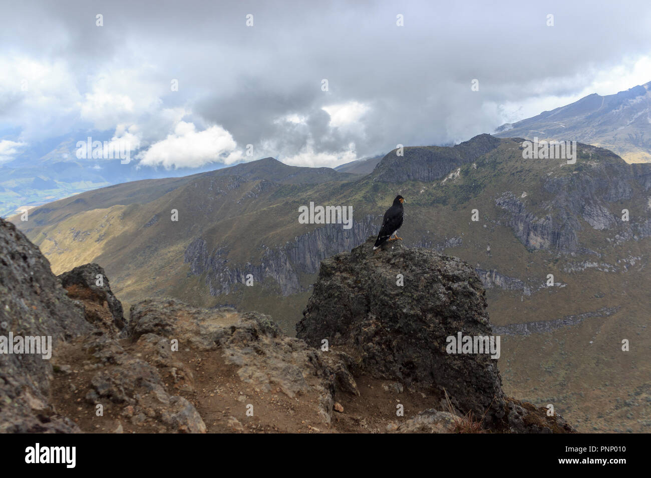 Eagle on ruca pichincha over quito, ecuador Stock Photo