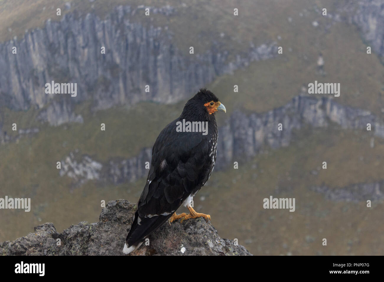 Eagle on ruca pichincha over quito, ecuador Stock Photo