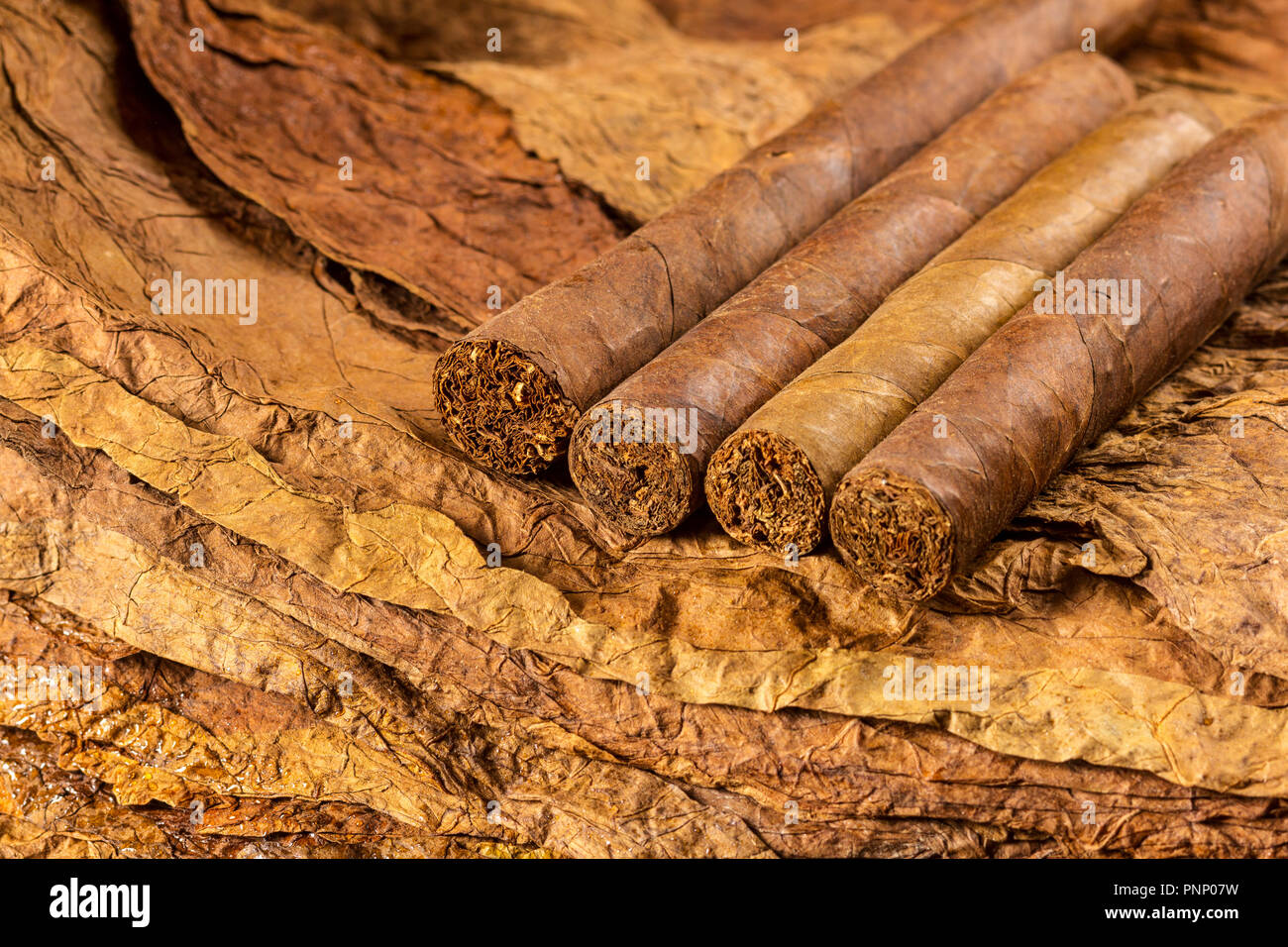 Tobacco plant disease hires stock photography and images Alamy