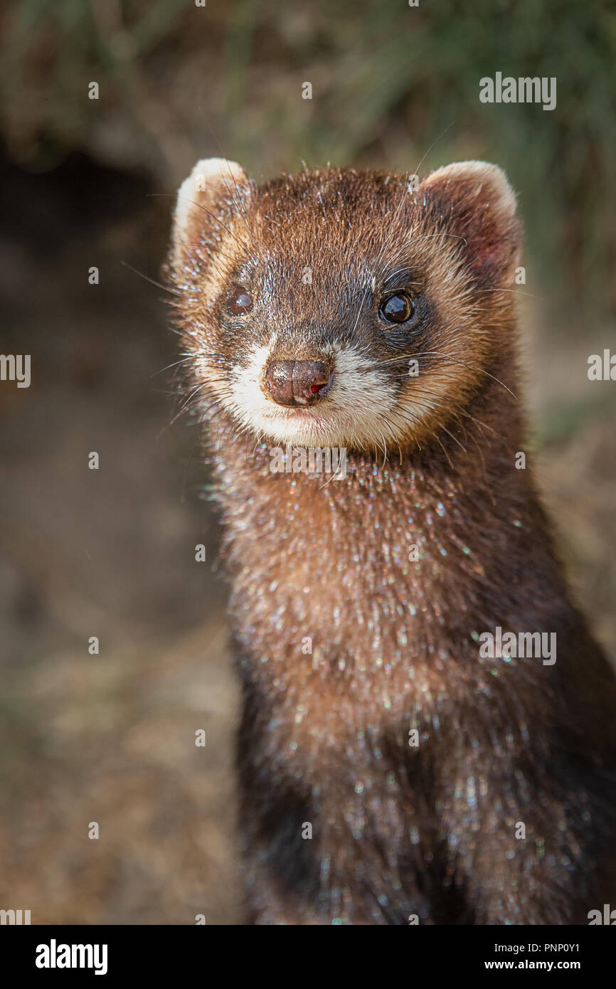 Upright vertical photograph and close ups portrait of a polecat. It is a half length image and the polecat is standing looking forward Stock Photo