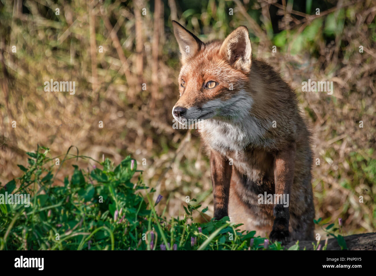 A half portrait of a red fox. It is standing on its back legs with its front paws on a log. It has an inquisitive wary look Stock Photo