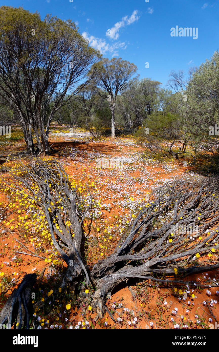 Wildflowers in Australian outback,Velleia rosea S.Moore Pink Velleia, Murchison, Western Australia Stock Photo