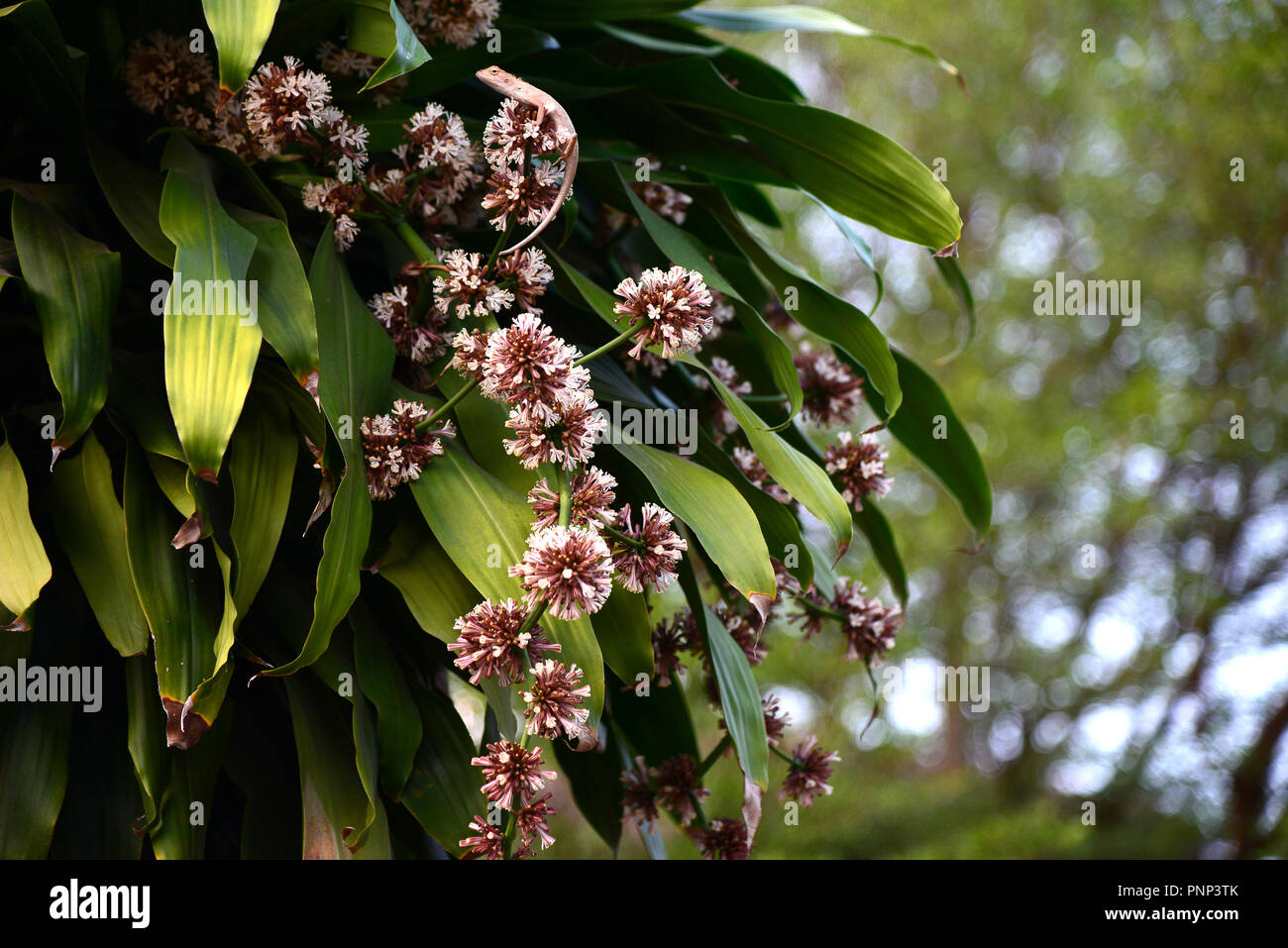 Dracaena Fragrans Flower Close-up have Background Bokeh of a Variety of Lens Stock Photo