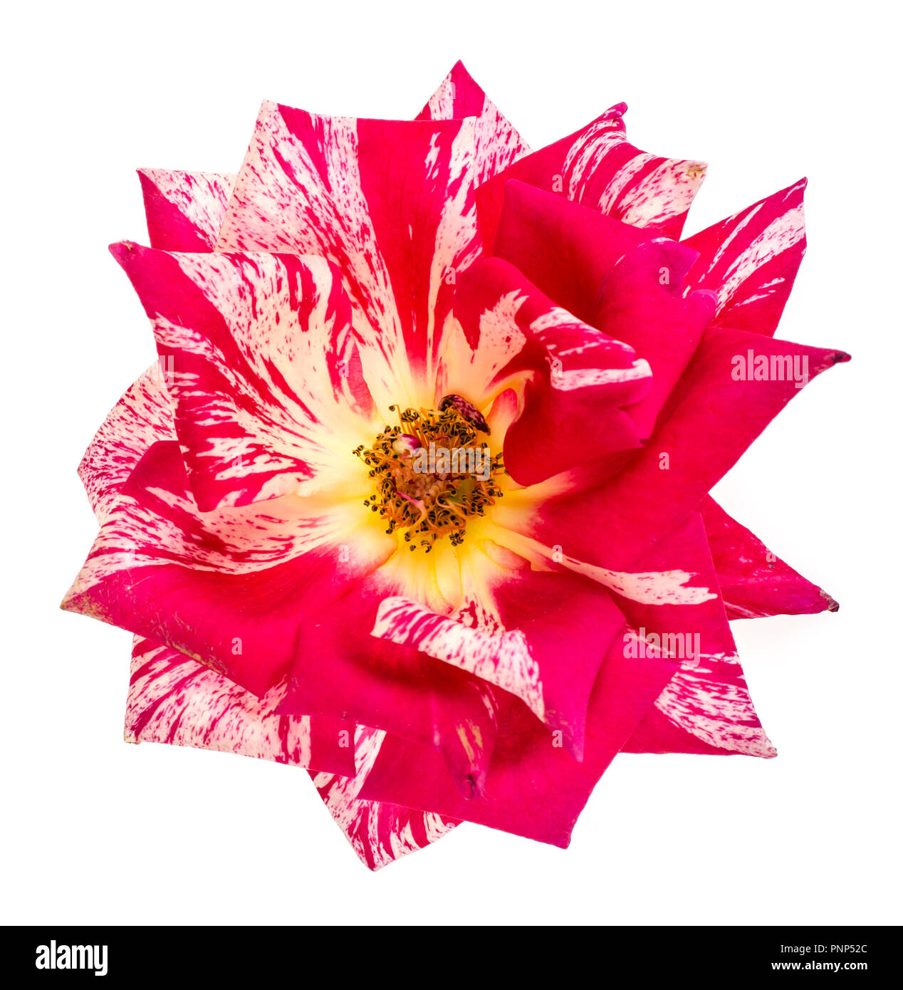 Head of the flower rose. Studio Photo Stock Photo Alamy