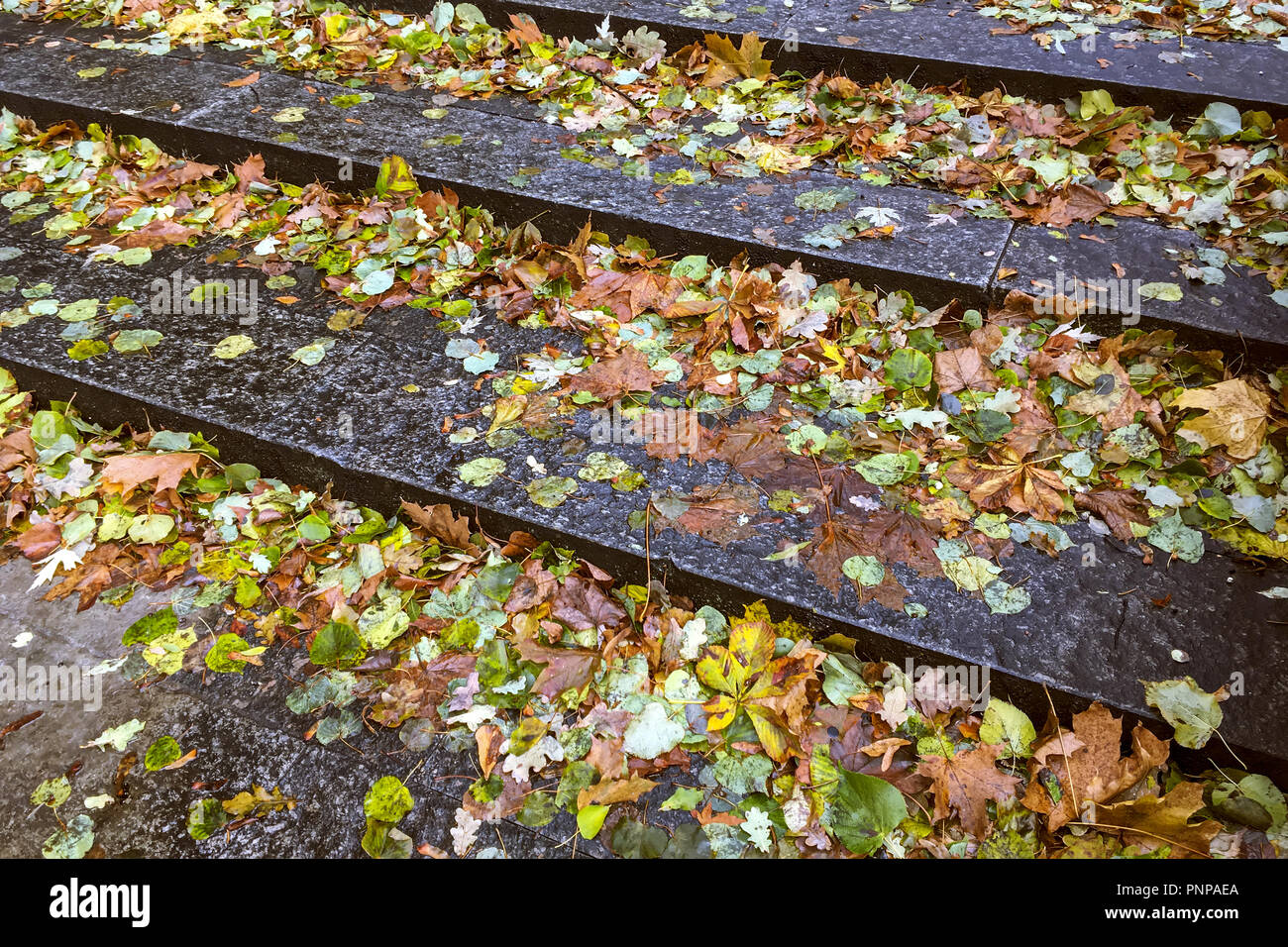 Leaves on Steps
