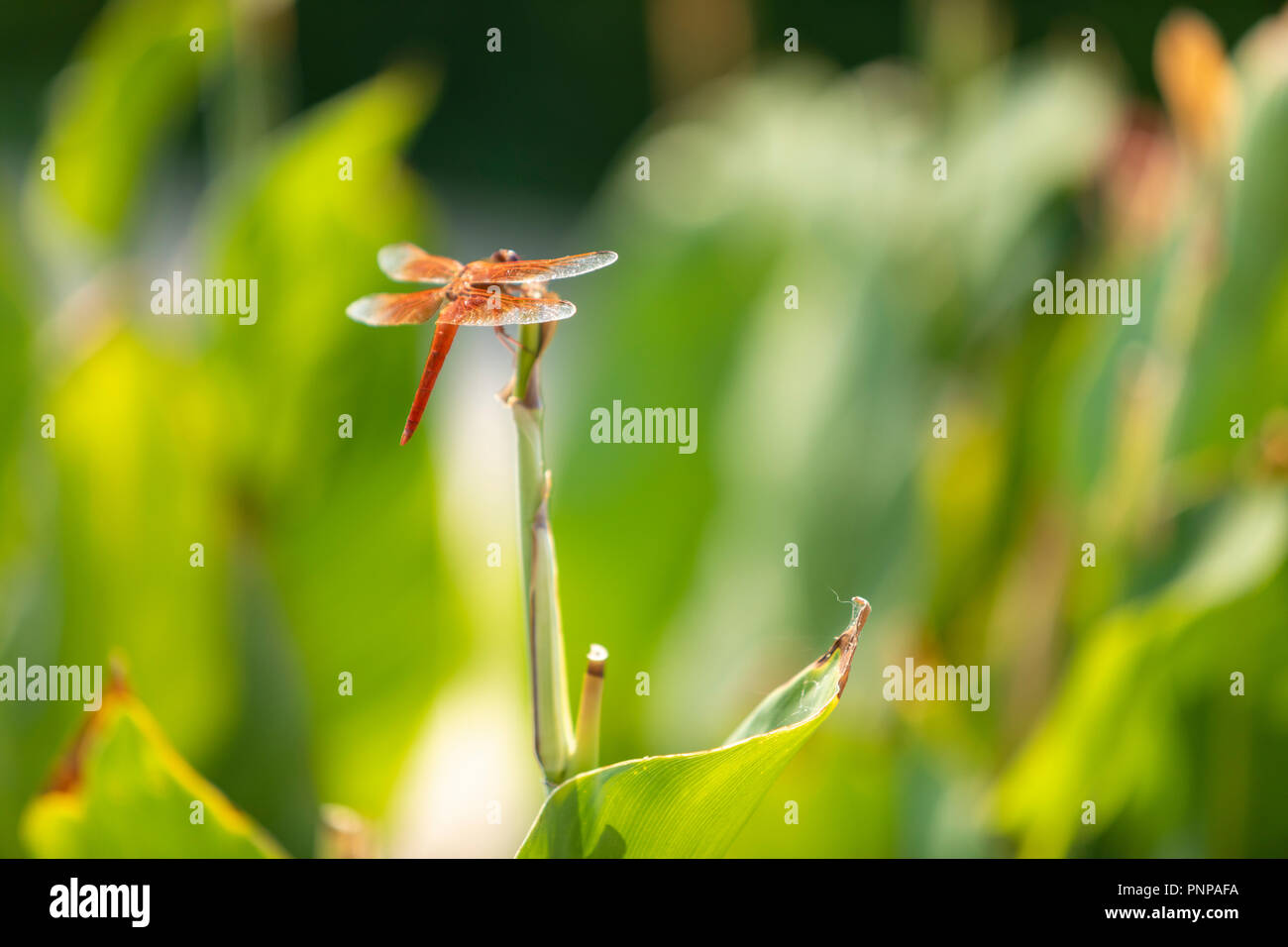 Dragonfly resting on a plant hi-res stock photography and images - Alamy