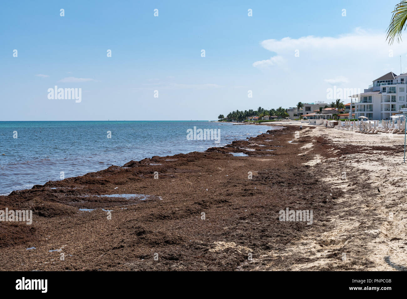Sargassum seaweed sea algae problem on a caribbean beach on Mexico Stock Photo