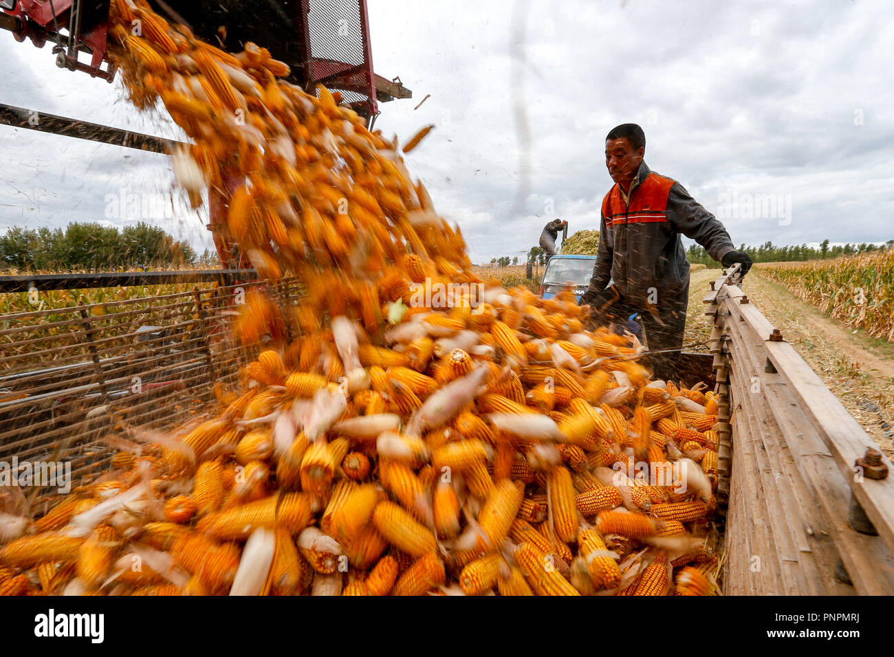 Aohan Banner. 22nd Sep, 2018. A villager loads harvested corn ears onto a truck in Beisanjia Village of Aohan Banner in north China's Inner Mongolia Autonomous Region, Sept. 22, 2018. China will mark its first Farmers' Harvest Festival on Sept. 23 this year. From 2018 on, the festival, to be celebrated on the Autumnal Equinox each year, is set to be observed annually to greet the harvest season and honour the agricultural workers. Credit: Yu Dongsheng/Xinhua/Alamy Live News Stock Photo