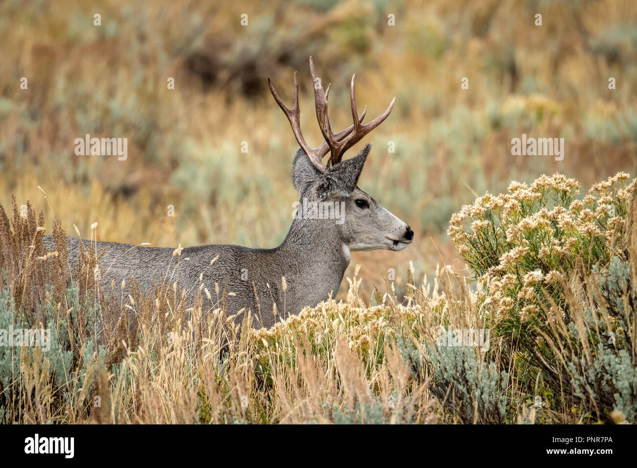 Blacktailed deer in Yellowstone National Park Stock Photo Alamy