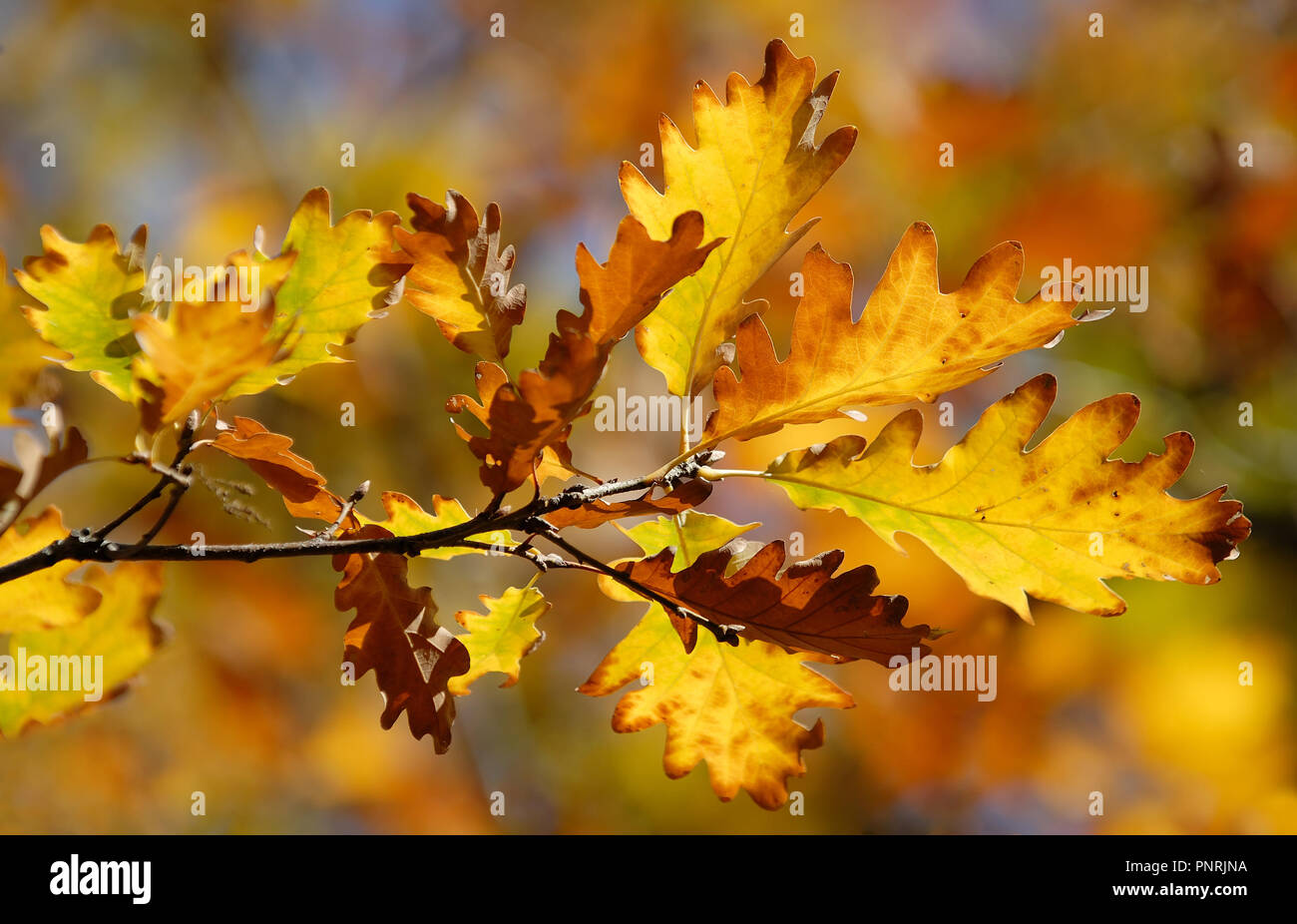Beautiful colorful autumn leaves in the forest Stock Photo - Alamy