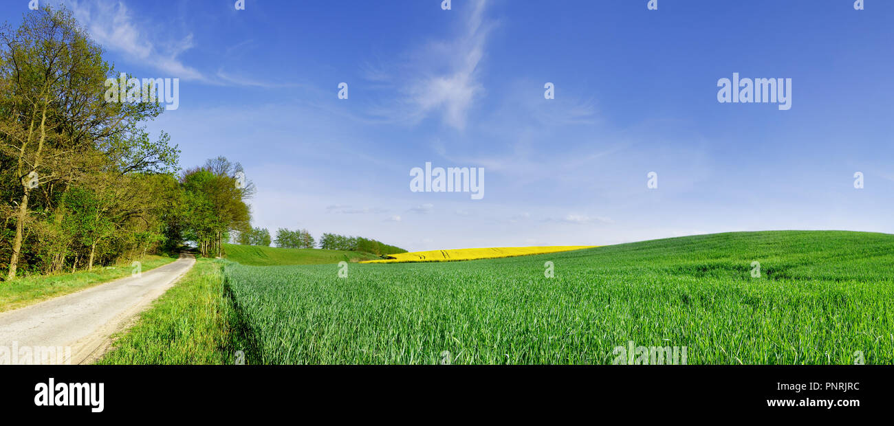 Trees next to a rural road running among green fields, blue sky in the background Stock Photo