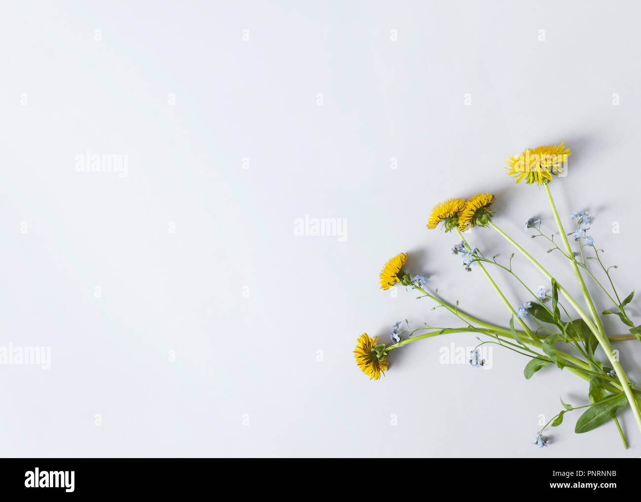 floral composition with five dandelions on light-gray paper Stock Photo