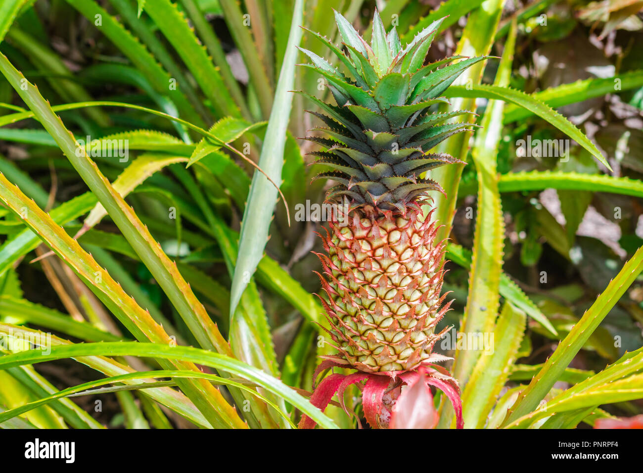 Pineapple fruit (ananas comosus) with green leaves background Stock Photo