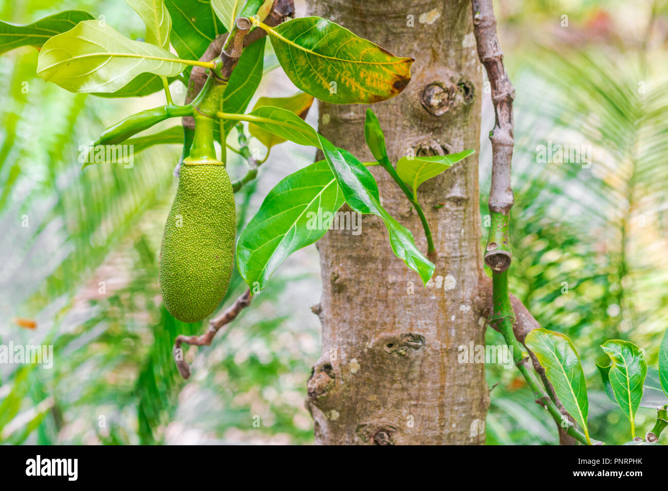 jackfruit tree (Artocarpus heterophyllus Stock Photo Alamy