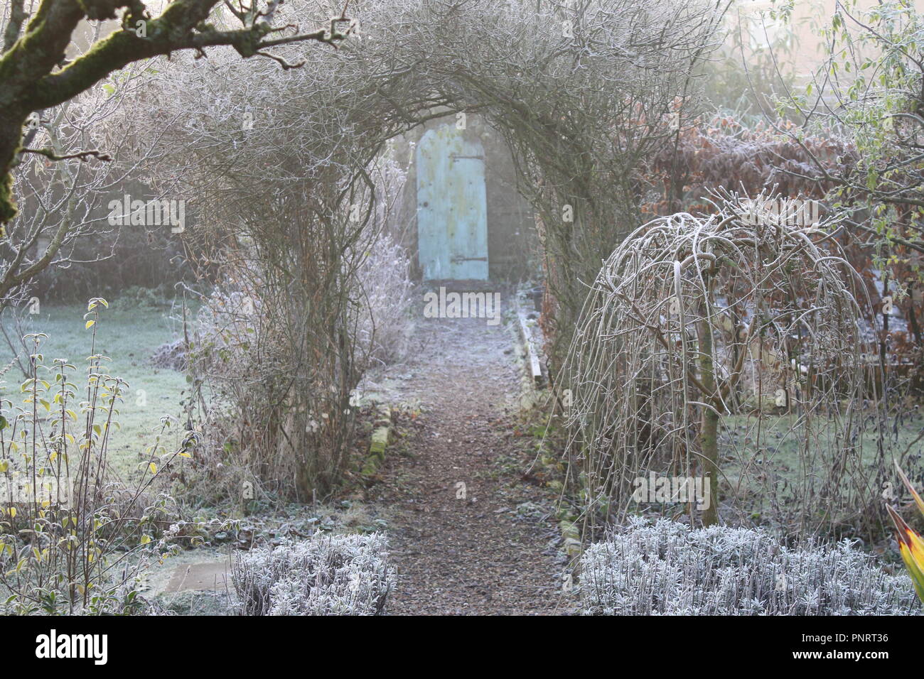 Landscape Winter frozen English country garden frost white covered grass, espalier pear tree, plants, pots &  rose arch gravel pathway to secret door Stock Photo