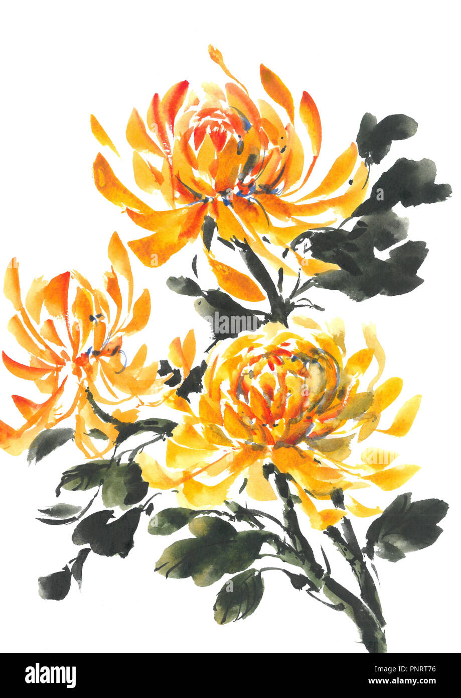 Yellow chrysanthemum. Bright flowering Chrysanthemum. Watercolor background. Stock Photo