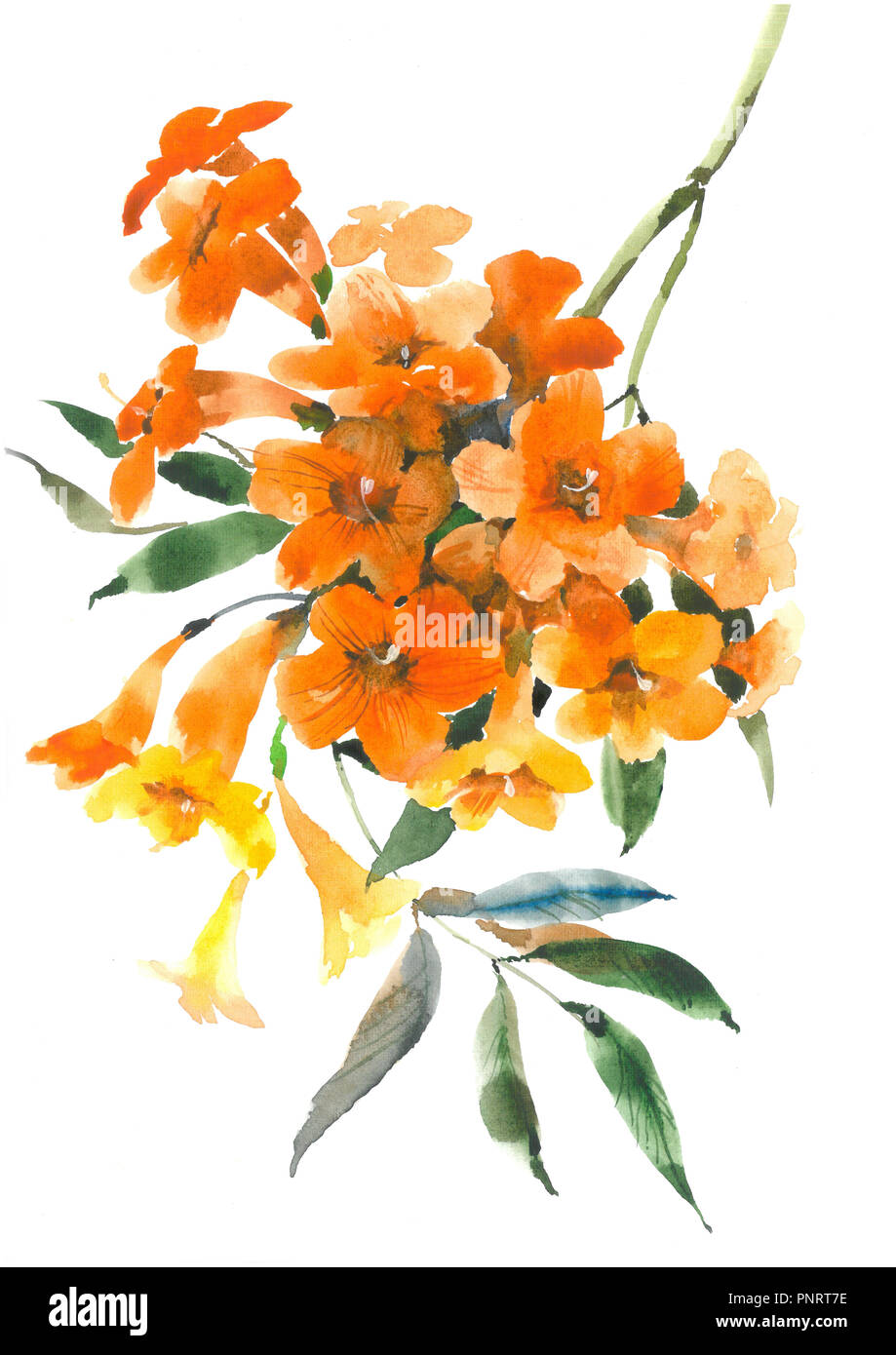 Tecoma stans. Flowering yellow tecoma. Watercolor background. Stock Photo