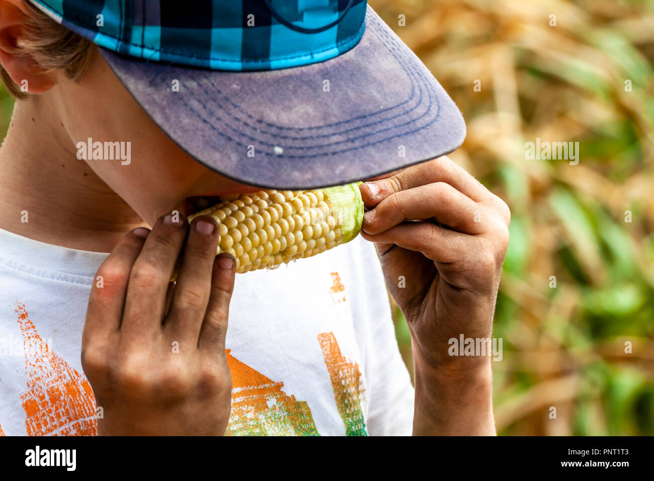 Boy with dirty hands eating a corncob in the field. Stock Photo
