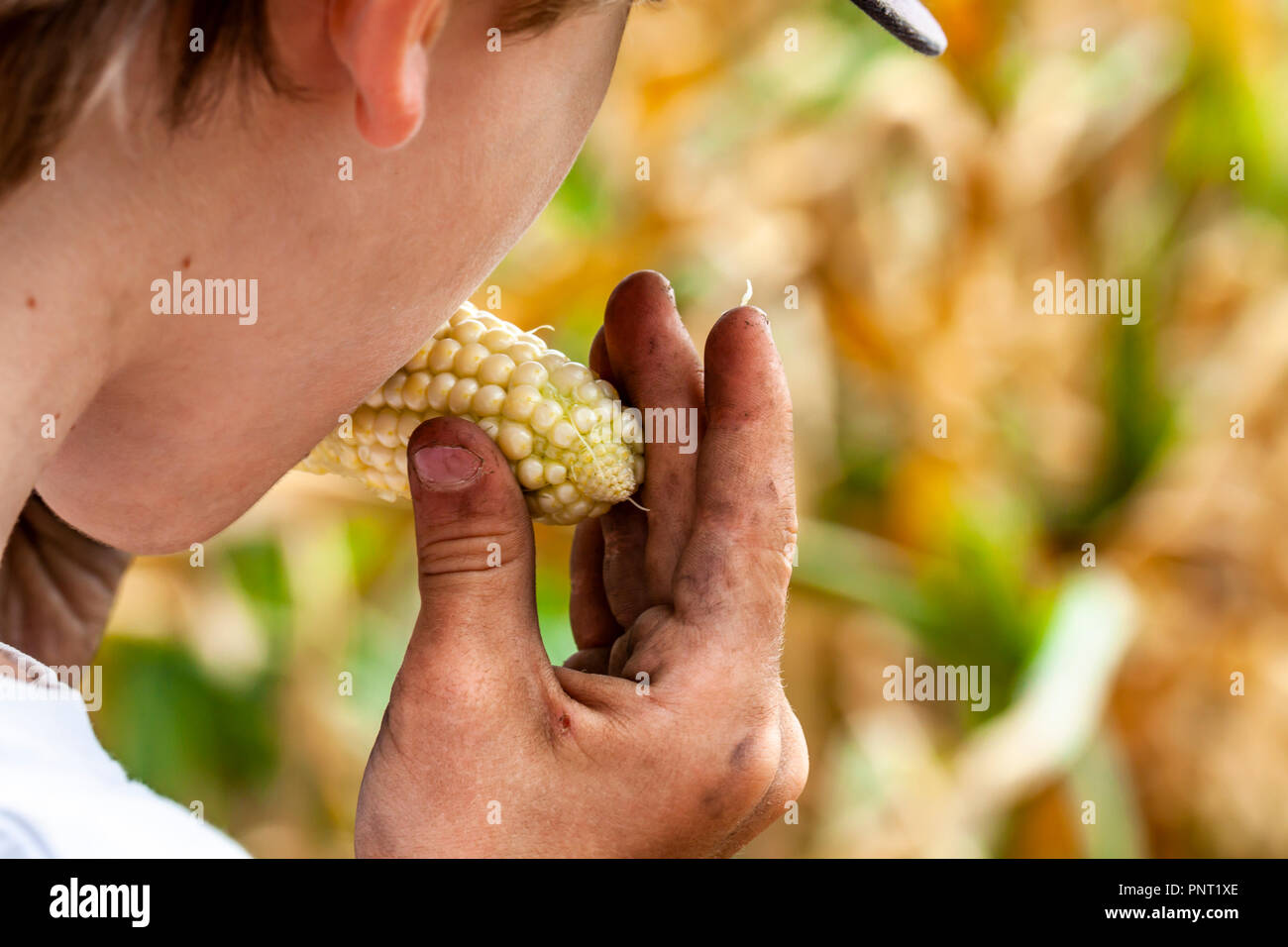 Boy with dirty hands eating a corncob in the field. Stock Photo