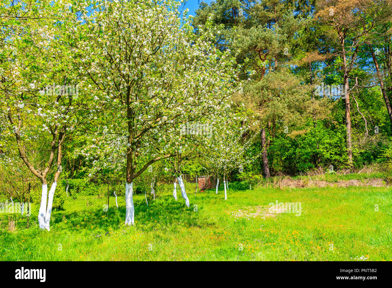 Apple trees blooming on green field near Krakow city during spring season, Poland Stock Photo