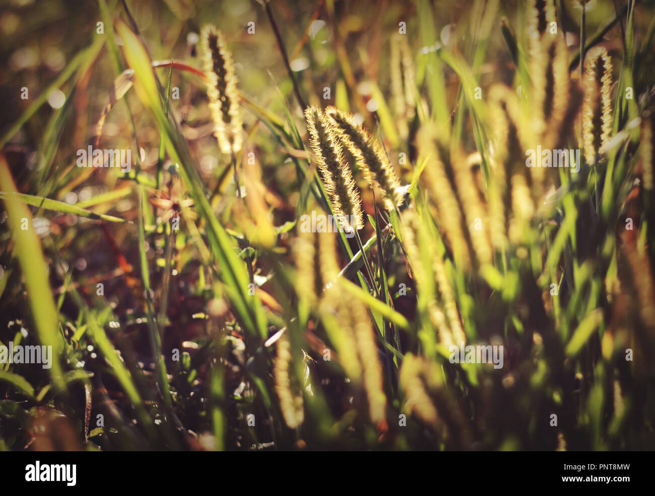 Foxtail grass in the morning sun Stock Photo