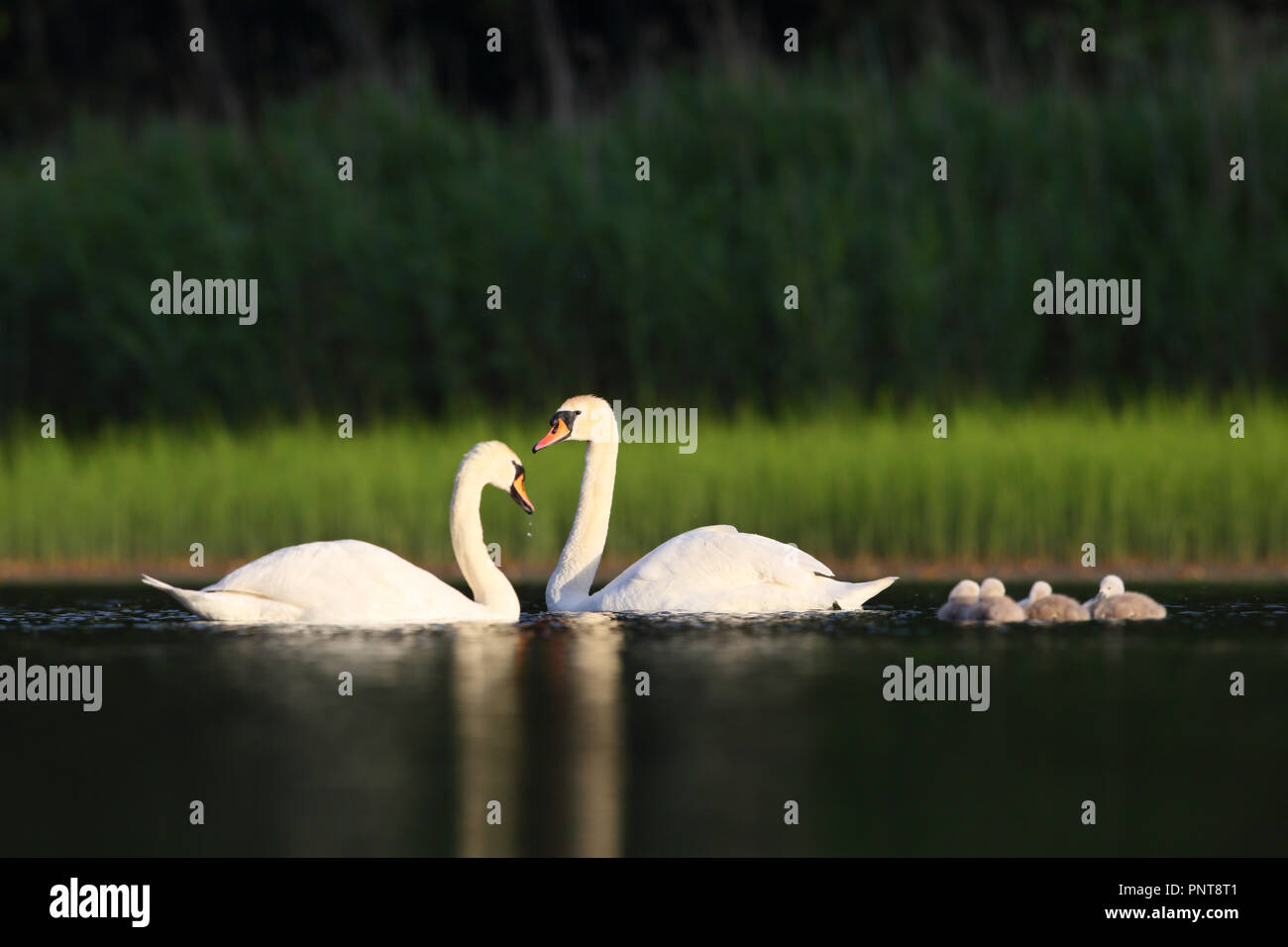 Mute Swan (Cygnus olor) family an adult and several cygnets swimming in water in late Spring Stock Photo
