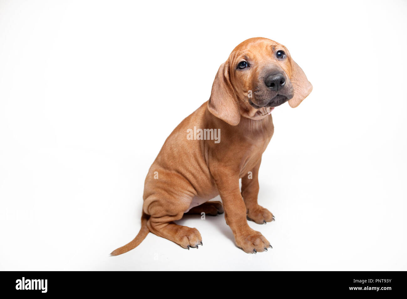 A Rhodesian Ridgeback puppy Stock Photo