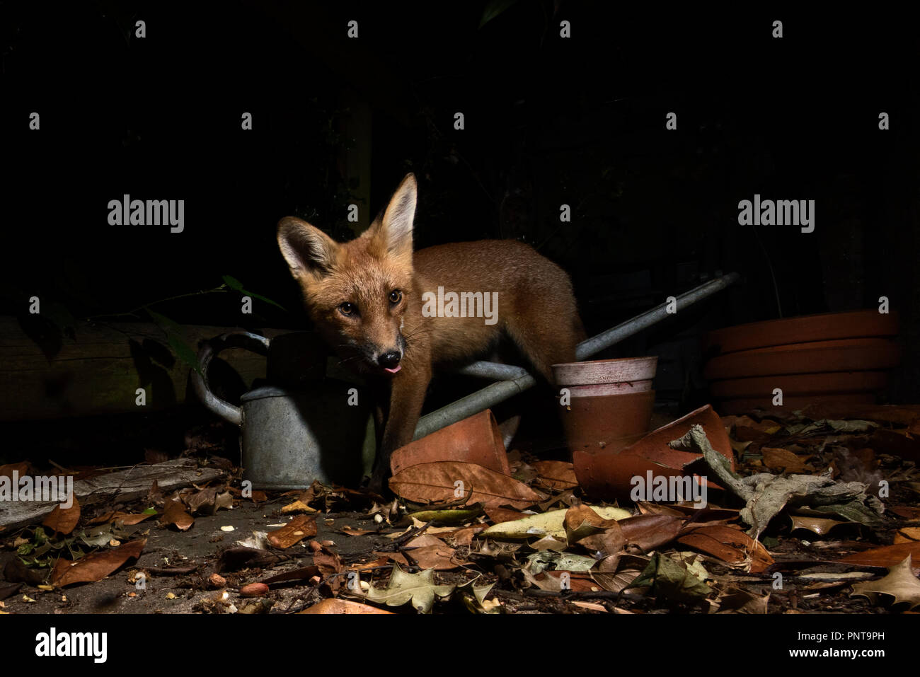 Red Fox Vulpes vulpes in urban garden Tunbridge Wells, Kent Stock Photo