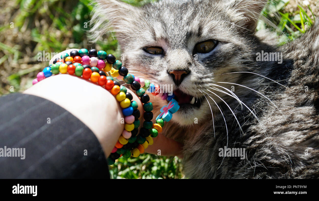 funny cat nibbles a bracelet Stock Photo Alamy