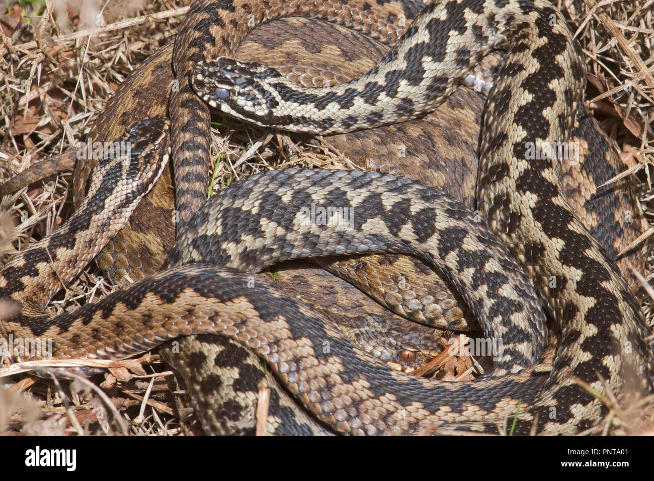 Adder Vipera berus three coiled together basking in early spring sunshine on heath North Norfolk early spring Stock Photo