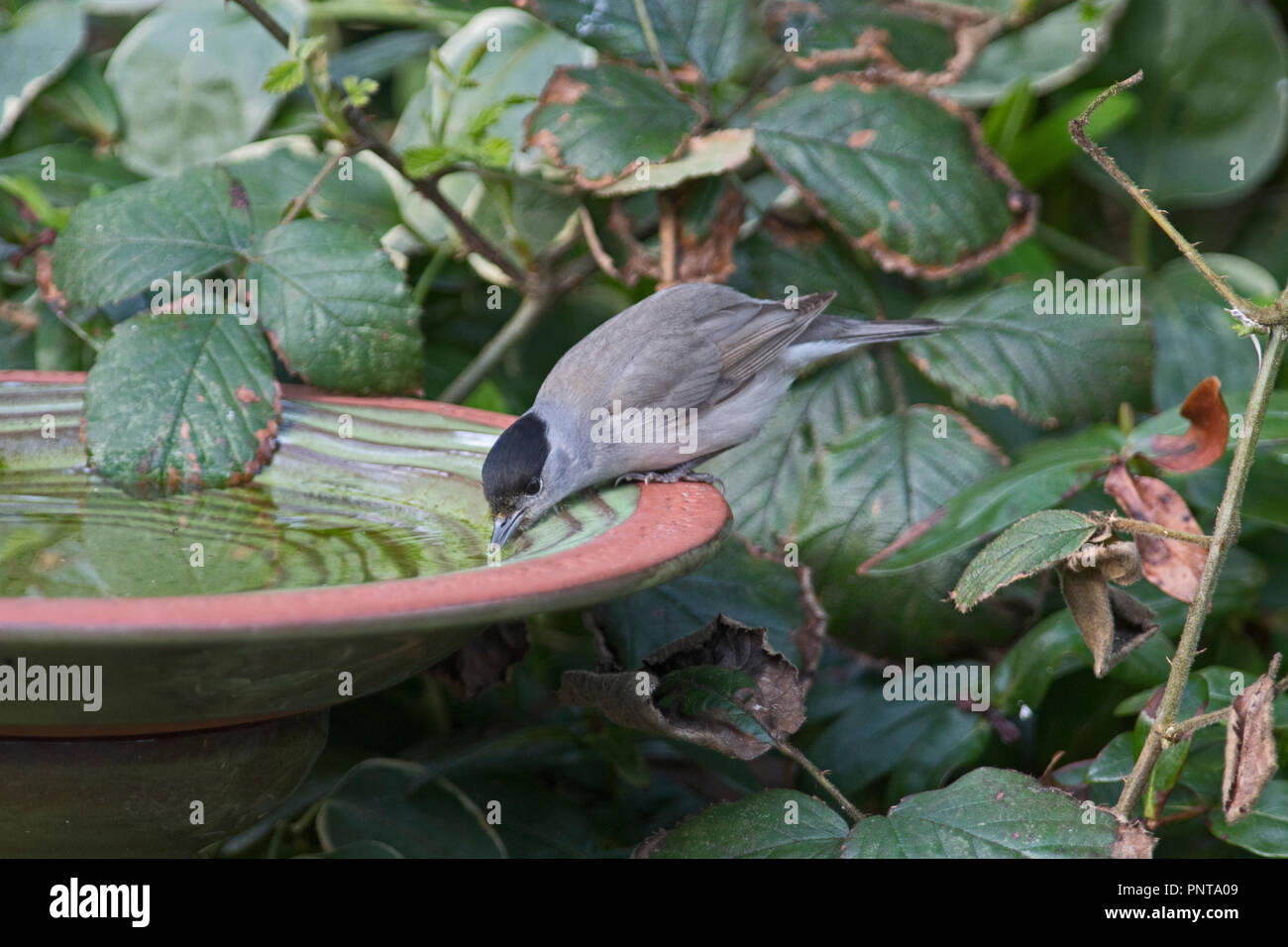 Eurasian Blackcap Sylvia atricapilla drinking at garden bird bath