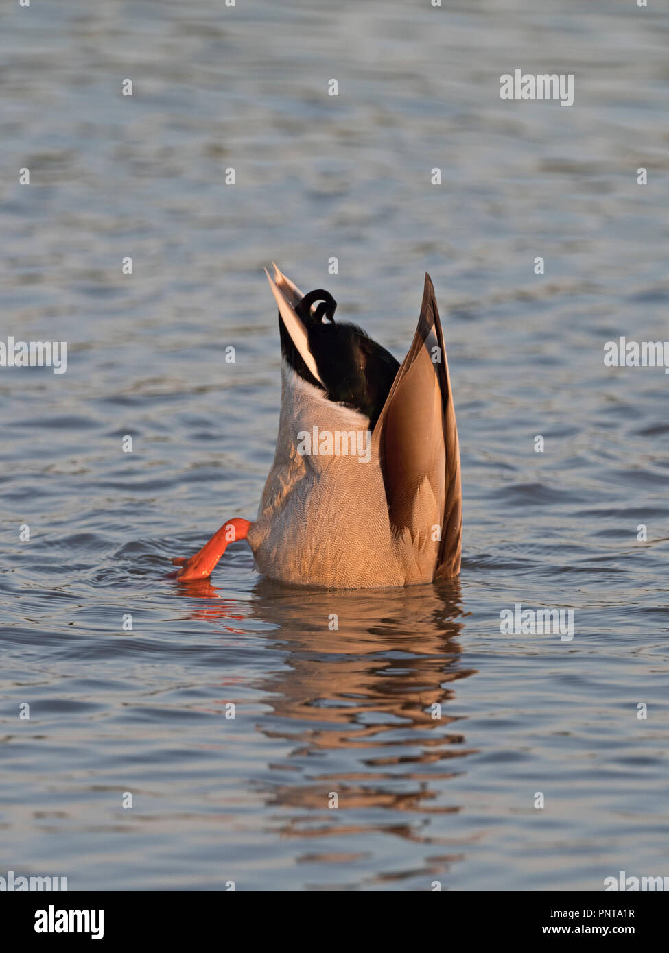 Mallard Anas platyrhynchos male dabbling Norfolk May Stock Photo