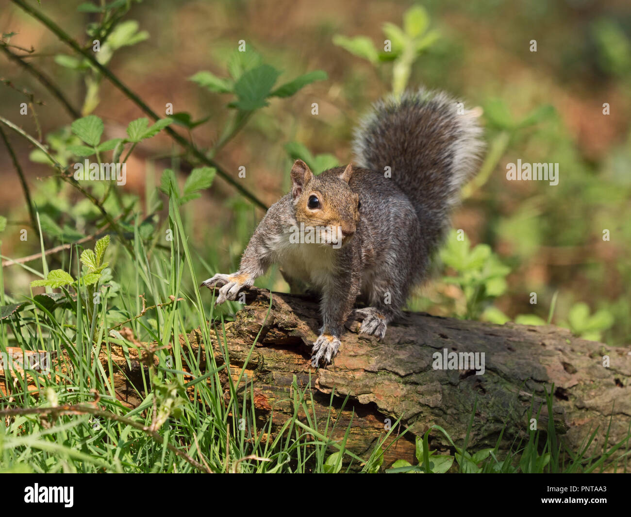 Grey Squirrel Sciurus carolinensis in woodland in early spring, Norfolk Stock Photo