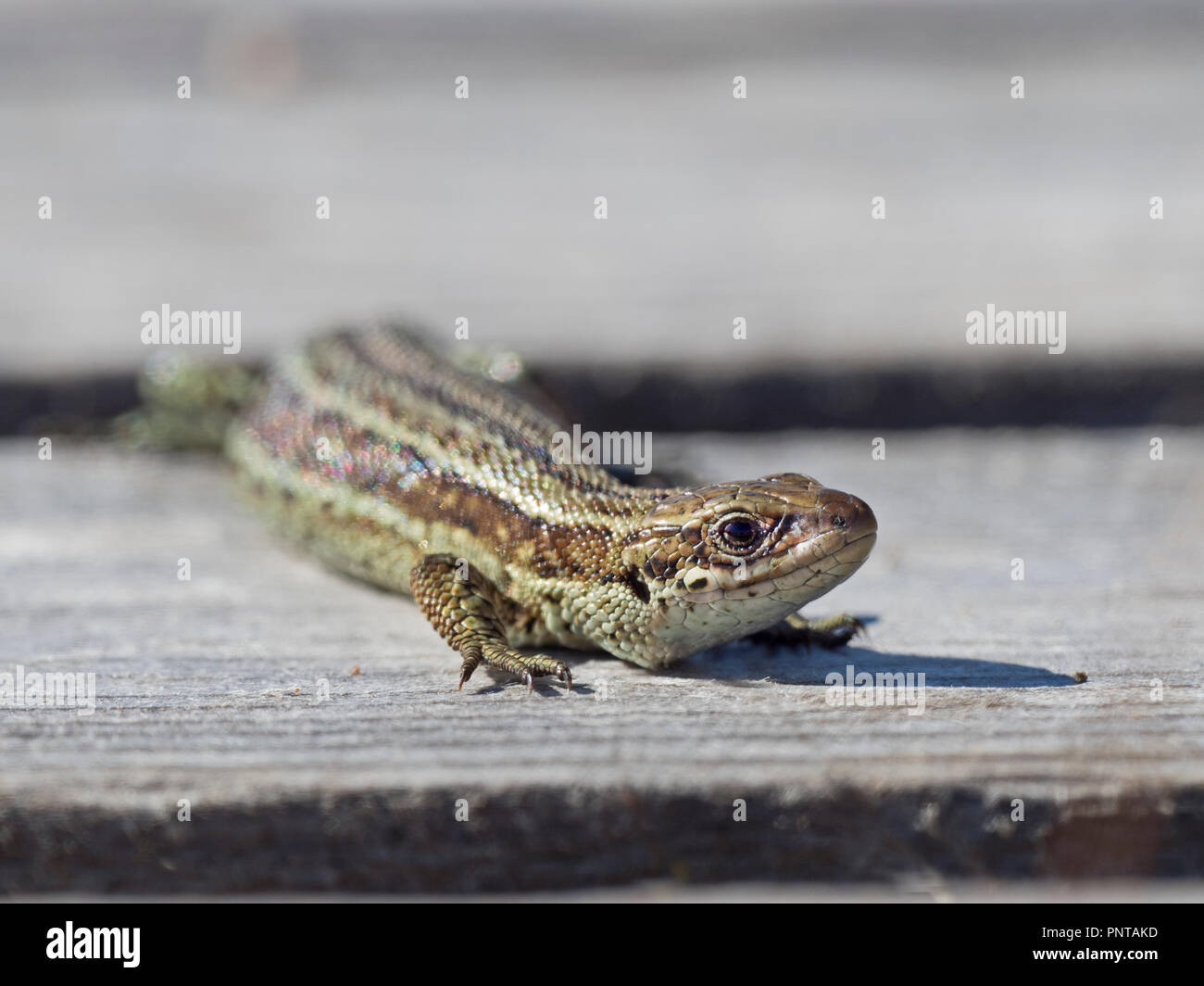 Basking lizard scotland hires stock photography and images Alamy