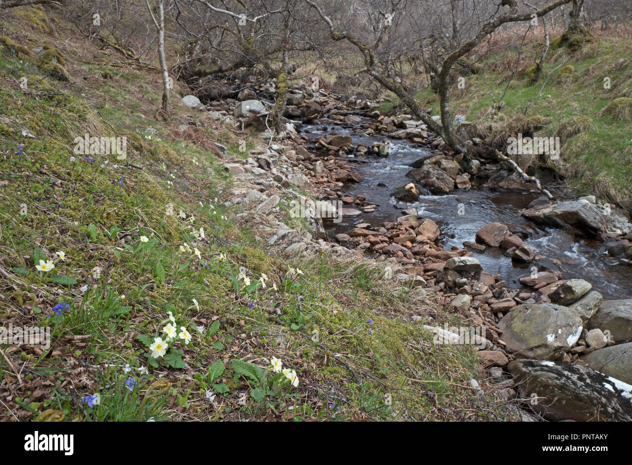 Primroses growing along banks of mountain stream Caithness Scotland spring Stock Photo