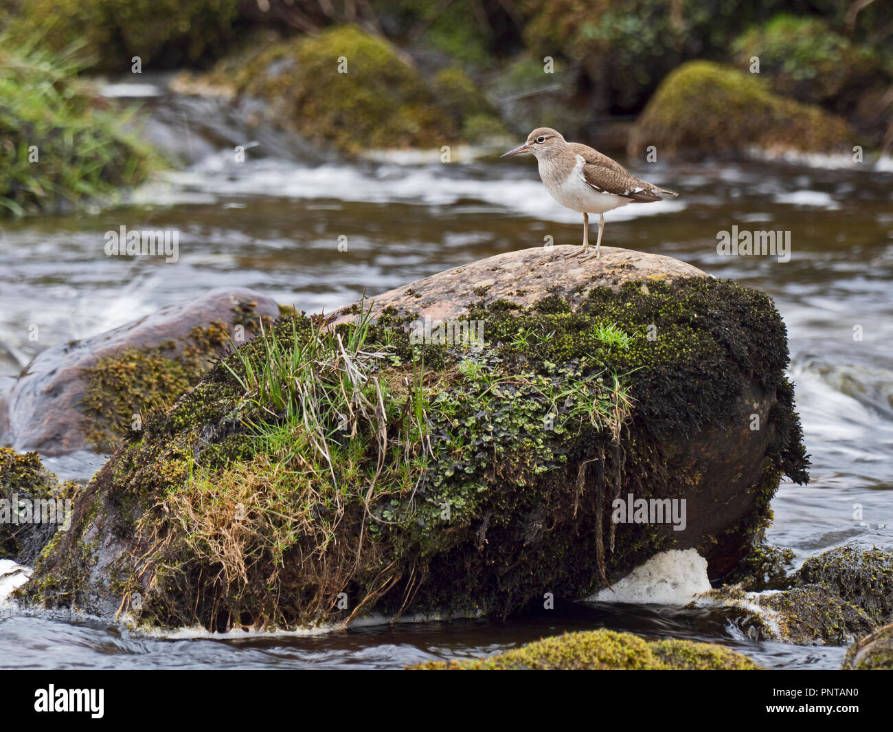 Common Sandpiper Actitis hypoleucos at breeding site on river on Forsinaird RSPB Reserve, Northern Scotland May Stock Photo